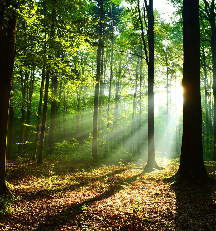 sun rays through the forest